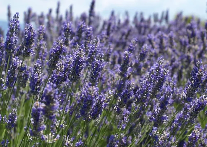 About The Sea - Riviera House Near The Center Of Hvar